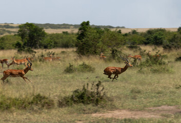 Impalas running away from a cheetah in Masai Mara, Kenya