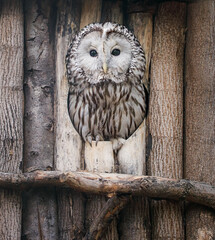 owl sits in a hollow made by human hands