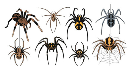 Diverse spider illustrations perfect for Halloween projects, educational materials, and design use
