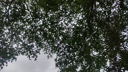 view of leaves and tree branches moving in the wind from below with gaps of light entering between the leaves