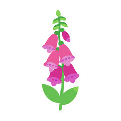Illustration of a blooming foxglove flower stalk with bell-shaped blossoms on black background © Sharuzzaman