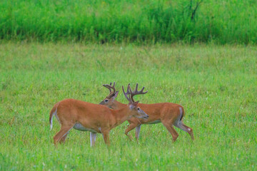 Whitetail Deer