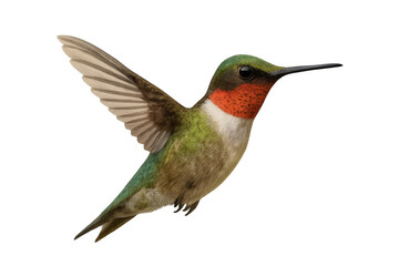 Fototapeta premium Ruby-throated hummingbird hovering with transparent background