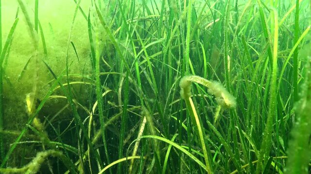 Biocenosis of higher aquatic vegetation in the Black Sea, macrophyte Zostera marina