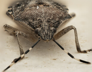 Macro photograph of a stink bug in close-up on a light background. The image shows compound eyes,...