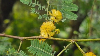 Fluffy Yellow Flowers of an Acacia Tree, names of gum arabic tree, babul, thorn mimosa, Egyptian acacia or thorny acacia.
