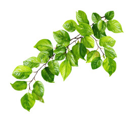 Lush green leaves on branch nature plant life organic isolated on transparent background