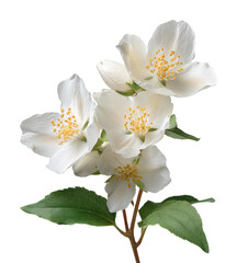 Obraz premium Blooming white jasmine flowers nature view beauty isolated on transparent background