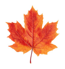 Autumn leaves falling nature vibrant colors view isolated on transparent background
