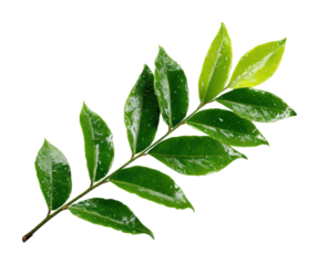 Lush green leaf natural botanical isolated on transparent background