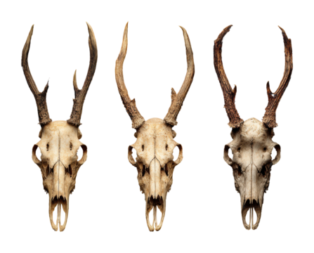 Exploring animal skull displays in natural environments artistic views isolated on transparent background