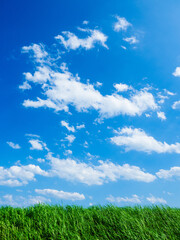 Fototapeta premium 夏空