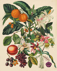 Vintage botanical collage of citrus, grapes, orchids and lilies on cream parchment, natural history engraving style.
