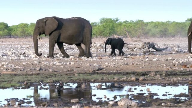 African elephant family walking near a water hole in etosha national park