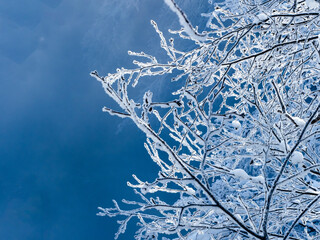 冬の北海道美瑛町 凍りついた樹木