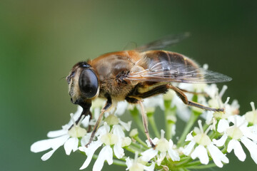 Close-up of a dronefly , Eristalis tenax, on a white flower