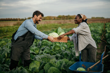 Farmers harvesting cabbage in field, teamwork and sustainability in agriculture
