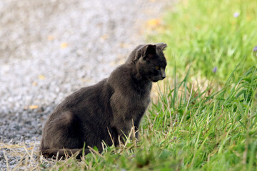 Feral Cat curet cattus with its eyes and ears focused on the vole in the grass