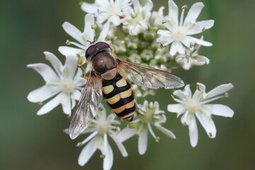 Dorsal closeup on a Hairy-flapped hoverfly, hoverfly, Syrphus ribesii on a white flower