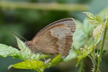 Closeup on a Meadow brown butterfly, Maniola jurtina with closed wings