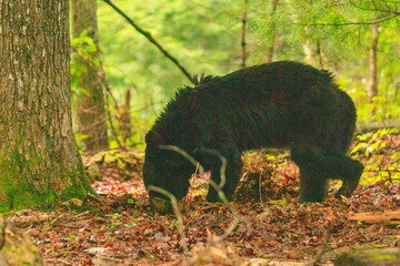 Black Bears
