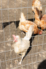 group of chickens peck the ground and grass in a pen. The paddock is fenced with wire, a chicken breeding farm, a household. meat production, environmental products.