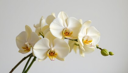 white orchid flower