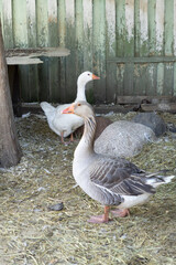 Geese are standing in a pen on a farm, domestic farm animals. poultry farming for meat and eggs. subsistence farming, environmentally friendly goose meat. farm food.