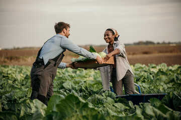Farmers harvesting cabbage in field: teamwork and sustainability in agriculture