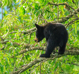 Black Bears