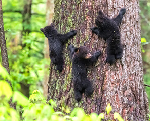 Black Bears