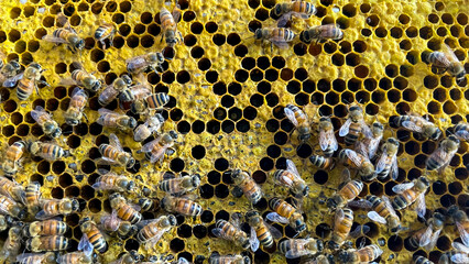 A close up of honey bees on a wooden beehive, Honey Bees producing honey on a honeycomb frame inside a Beehive from an apiary, box from a beehive with frames covered in bees.