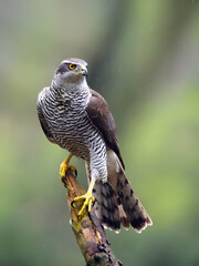 Magnificent portrait of a Northern Goshawk showcasing this powerful forest predator in stunning detail. 