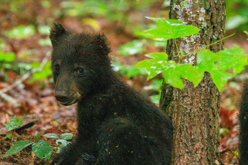 Black Bear Cubs