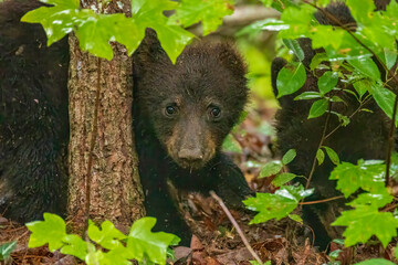 Black Bear Cubs