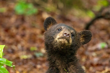 Black Bear Cubs