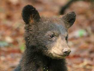 Black Bear Cubs