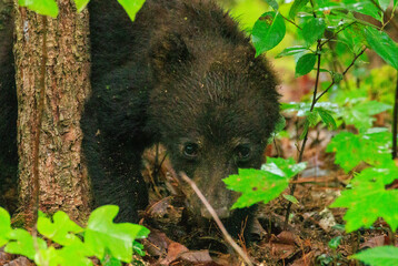 Black Bear Cubs