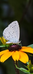 Макрофотография бабочки на цветке. Macro photograph of a butterfly on a flower