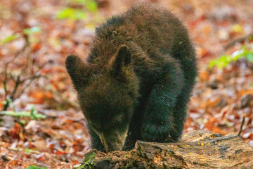Black Bear Cubs