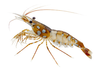 Isolated Coral Shrimp with Antennae on Transparent Background