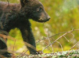Black Bear Cubs