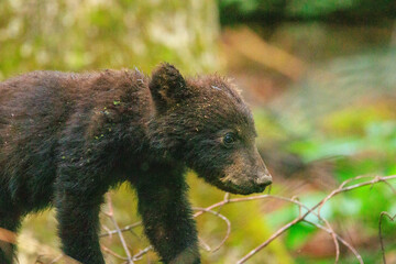 Black Bear Cubs