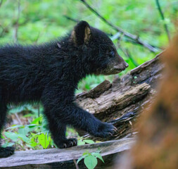 Black Bear Cubs