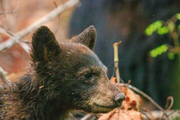 Black Bear Cubs