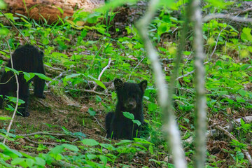 Black Bear Cubs