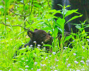 Black Bear Cubs