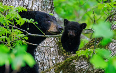 Black Bear Cubs