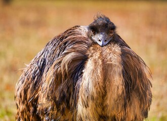 Close-up of an Emu in Natural Setting