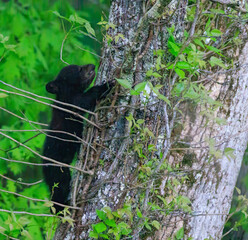 Black Bear Cubs
